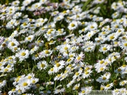 Pâquerettes, Bellis perennis