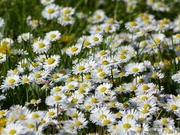 Pâquerettes, Bellis perennis