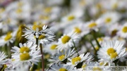 Pâquerettes, Bellis perennis