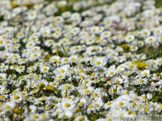 Pâquerettes, Bellis perennis