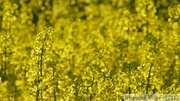 Fleurs de colza, Brassica napus var. napus