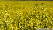 Fleurs de colza, Brassica napus var. napus