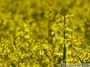 Fleurs de colza, Brassica napus var. napus