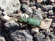 Cicindela campestris