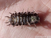 Armadillidium vulgare, mâle vu de dessous