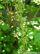 Platanthera stricta, Slender bog orchid