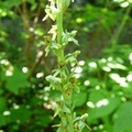 Platanthera stricta, Slender bog orchid