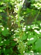 Platanthera stricta, Slender bog orchid