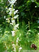 Platanthera dilatata, Fragrant White Rein Orchid 