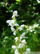 Platanthera dilatata, Fragrant White Rein Orchid 