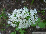 Valeriana sitchensis, Sitka valerian