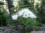 Valeriana sitchensis, Sitka valerian