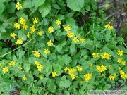 Arnica sp.