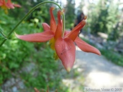 Aquilegia formosa subsp. formosa, Sitka columbine 