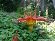 Aquilegia formosa subsp. formosa, Sitka columbine 