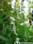 Platanthera dilatata, Fragrant White Rein Orchid 