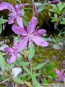 Epilobium latifolium, broad-leaved willowherb 