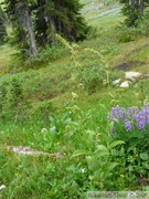 Veratrum viride, Indian hellebore 