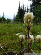 Castilleja sp., Paintbrush