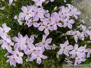 Phlox longifolia, longleaf phlox