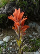 Castilleja sp., Paintbrush