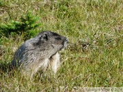 Marmota caligata, Hoary Marmot, Marmotte des Rocheuses