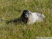 Marmota caligata, Hoary Marmot, Marmotte des Rocheuses