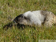 Marmota caligata, Hoary Marmot, Marmotte des Rocheuses