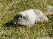  Marmota caligata, Hoary Marmot, Marmotte des Rocheuses