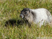 Marmota caligata, Hoary Marmot, Marmotte des Rocheuses