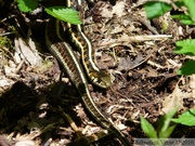 Thamnophis sirtalis, Common Garter Snake, Couleuvre rayée