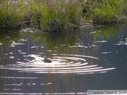 Castor canadensis, American Beaver, Castor américain