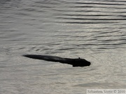 Castor canadensis, American Beaver, Castor américain