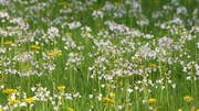 Cardamine pratensis, Cardamines des près