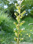 Listera ovata, Grande Listère