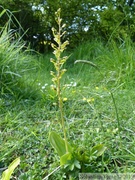 Listera ovata, Grande Listère