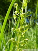 Listera ovata, Grande Listère