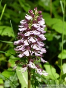 Orchis purpurea, Orchis pourpre