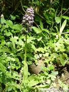 Orchis purpurea, Orchis pourpre