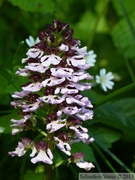 Orchis purpurea, Orchis pourpre