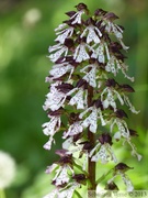 Orchis purpurea, Orchis pourpre