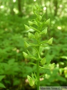 Platanthera chlorantha, Platanthère à fleurs verdâtres