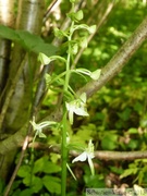 Platanthera chlorantha, Platanthère à fleurs verdâtres