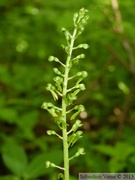 Listera ovata, Grande Listère