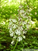 Orchis purpurea, Orchis pourpre