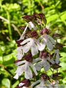 Orchis purpurea, Orchis pourpre