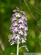 Orchis purpurea, Orchis pourpre