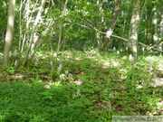 Orchis purpurea, Orchis pourpre