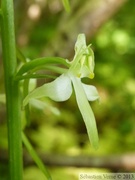 Platanthera chlorantha, Platanthère à fleurs verdâtres