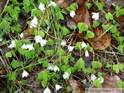 Oxalis sp. 